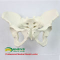 PELVIS02 (12339) Medizinische Anatomische Erwachsene Männlichen Pelvis Modelle, Anatomie Modelle&gt; Männlich / Weiblich Modelle